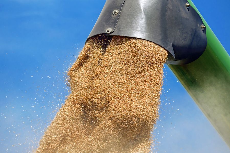 11 motivos para largar o trigo e o glúten