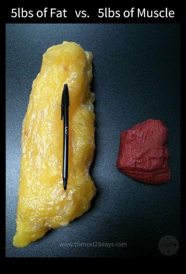 gordura versus musculo